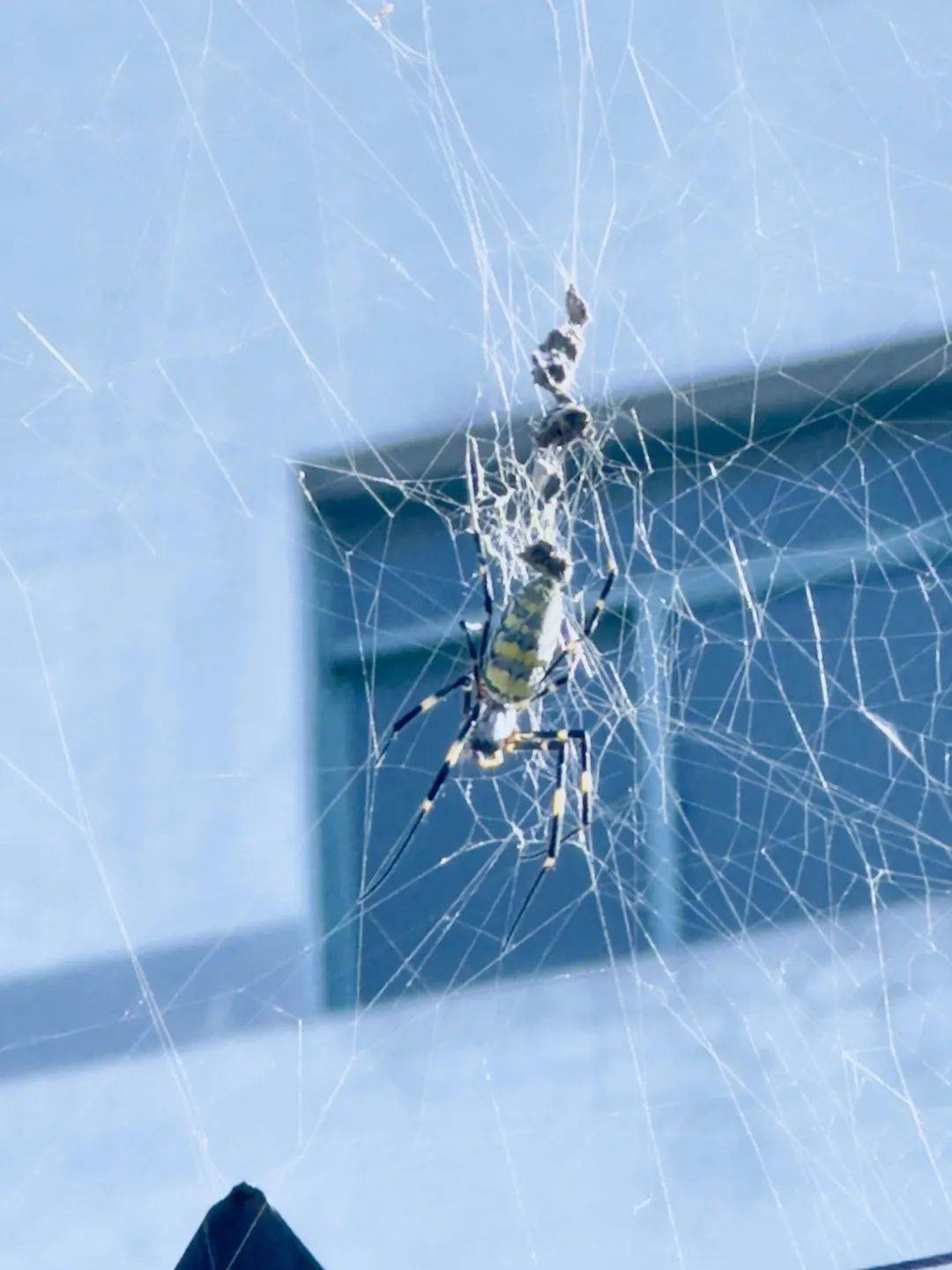 海盐有人拍到黄黑条纹蜘蛛?有人吃饭时发现菜里有