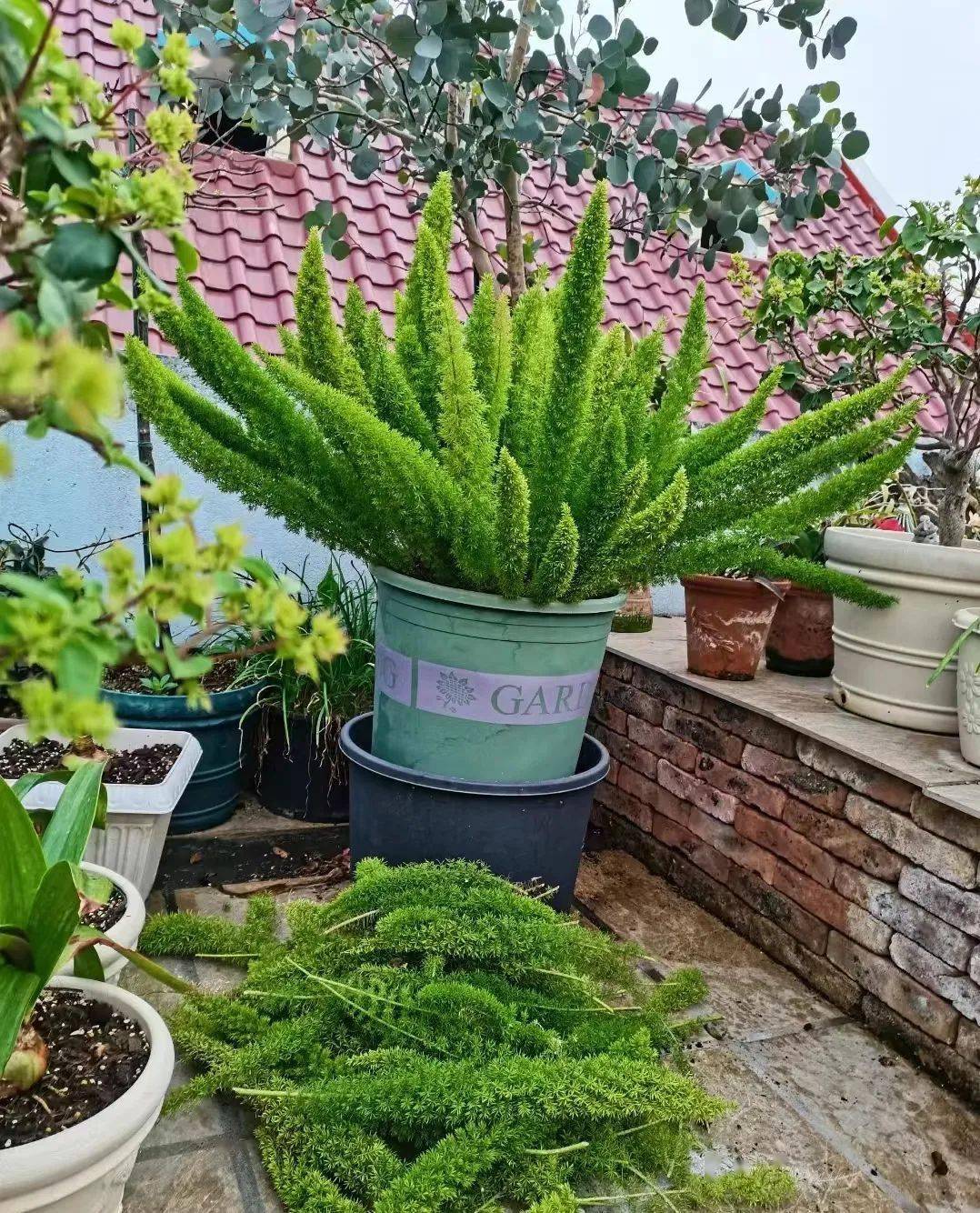 地栽或是不便移动的狐尾天门冬,建议套