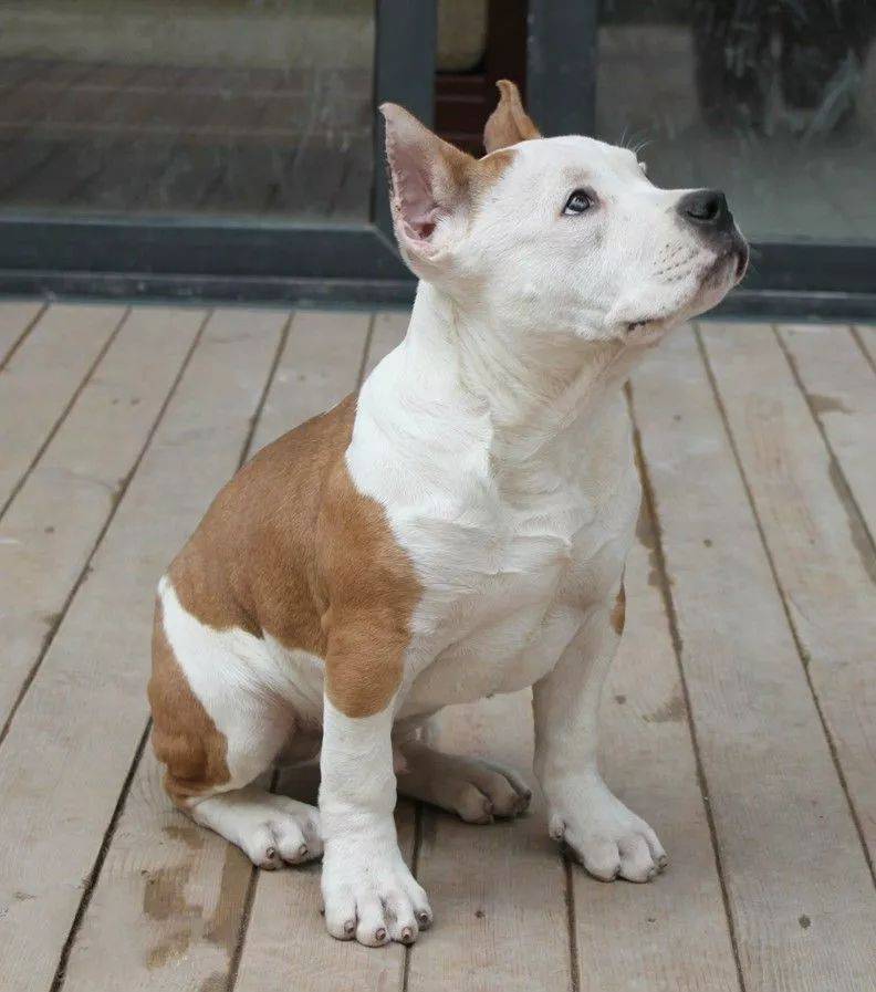 深圳拟修订烈性犬名单_bulldog_别名_意见