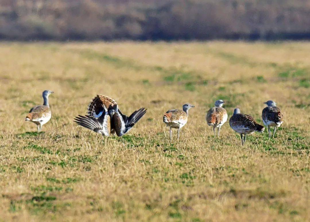 11只国家一级重点保护动物——大鸨现身吴忠黄河湿地_鸟类_草地_数量