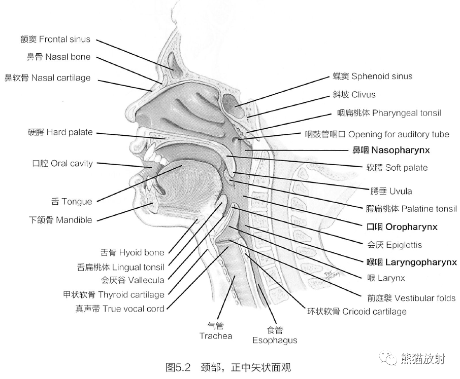 咽分为3个部分：鼻咽、口咽和喉咽。 咽上端起自颅底，下端延续至食管。
