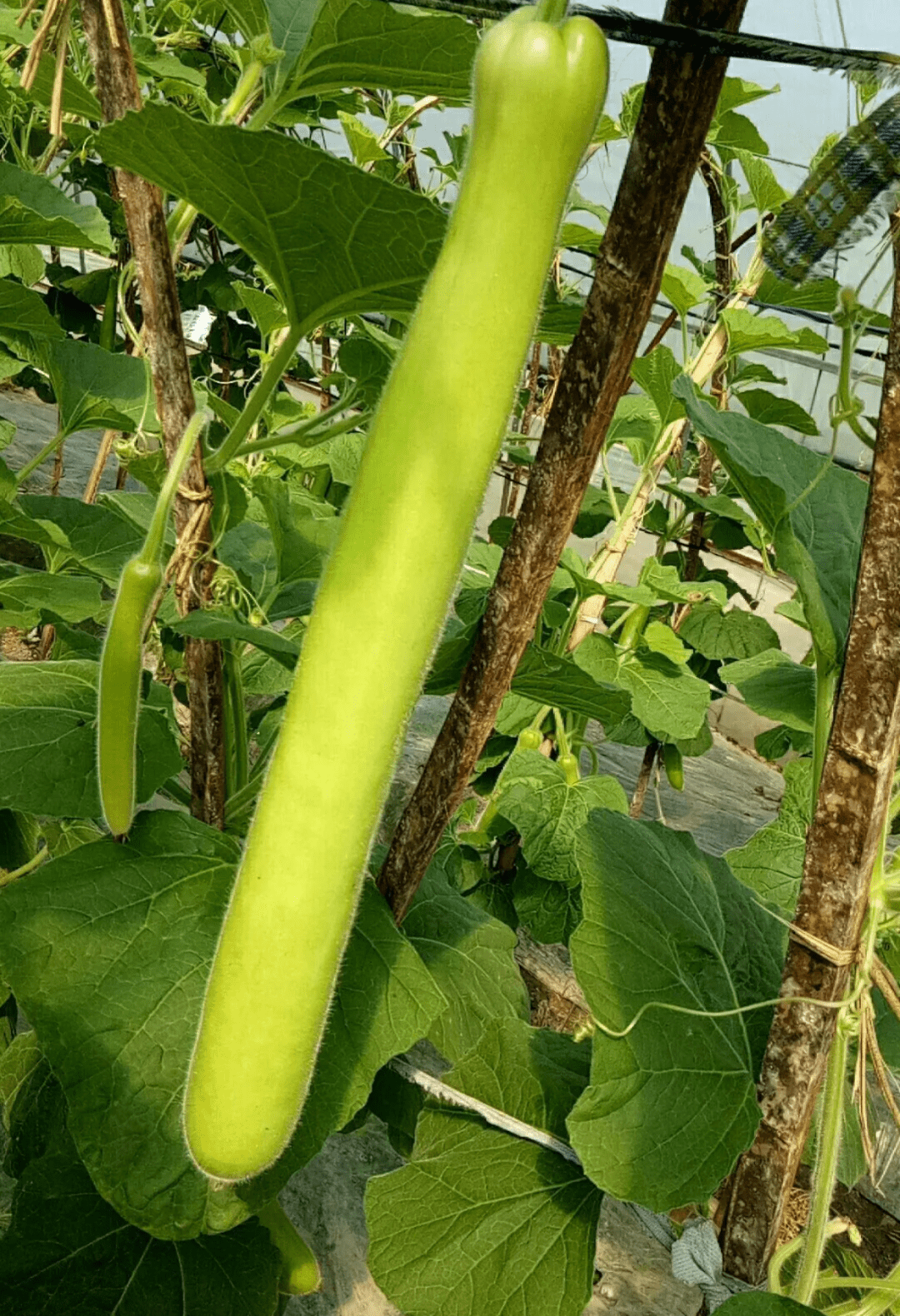 瓠子种植前的准备?这几点一定要注意!助你获得高产!_温度_品种_产量