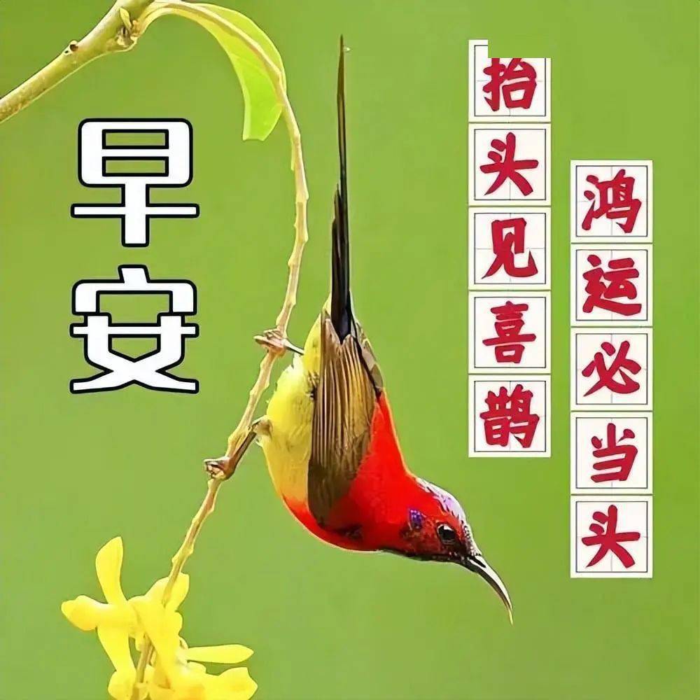 11月15日周三早上好,精选最新版周三好看祝福语图片表情大全,周三早安