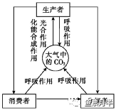 ②循環形式:群落和無機環境之間是co2形式,群落內各生物間是以含碳有