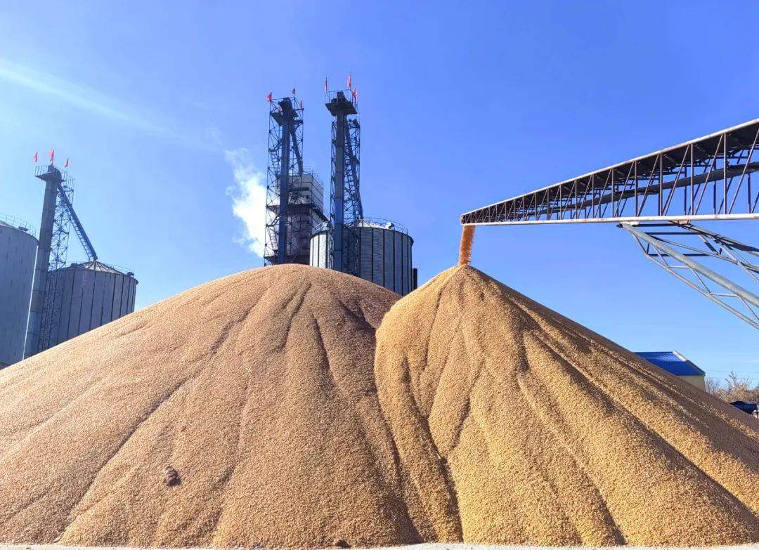 【备战2024】北大荒粮食集团:秋粮收购,如火如荼_服务_工作_区域