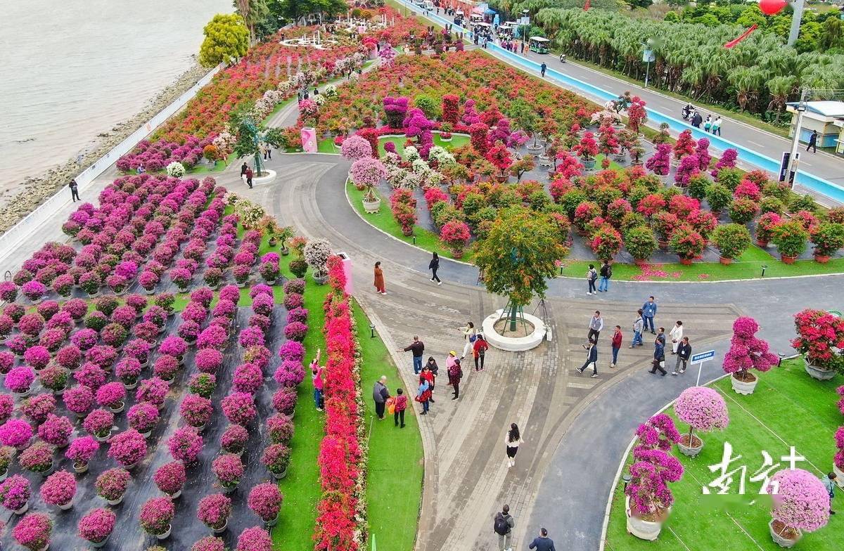图集|赏花正当时!中山西江花洲公园已成花海