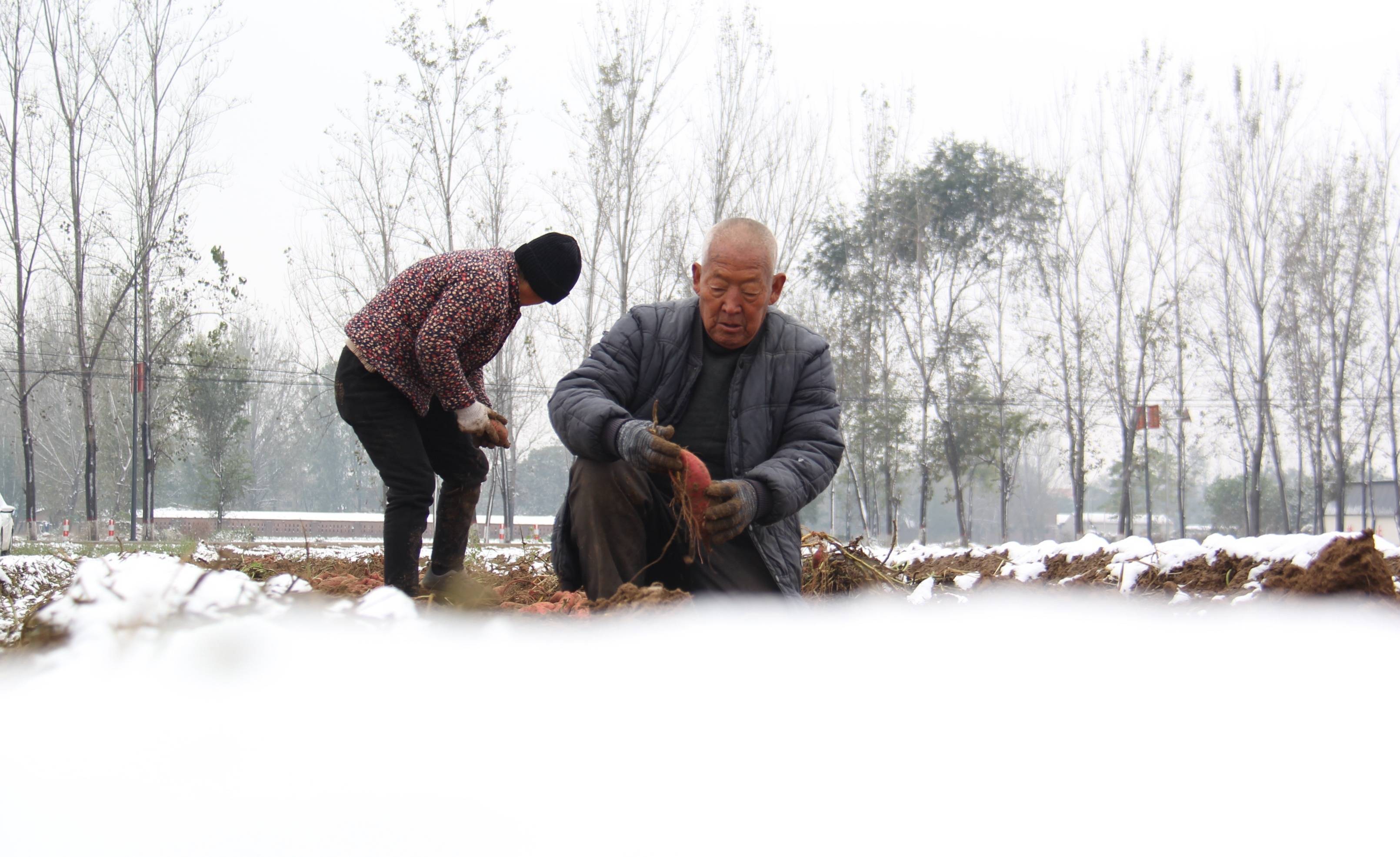 初冬田间收获忙_刘肖坤_内黄县_河南省