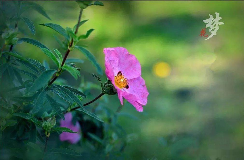 【jasmine flower 茉莉花】kenny g肯尼.基经典名曲_萨克斯_音乐_唯美