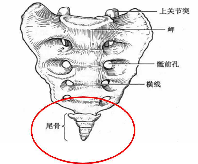 尾巴骨的位置示意图图片