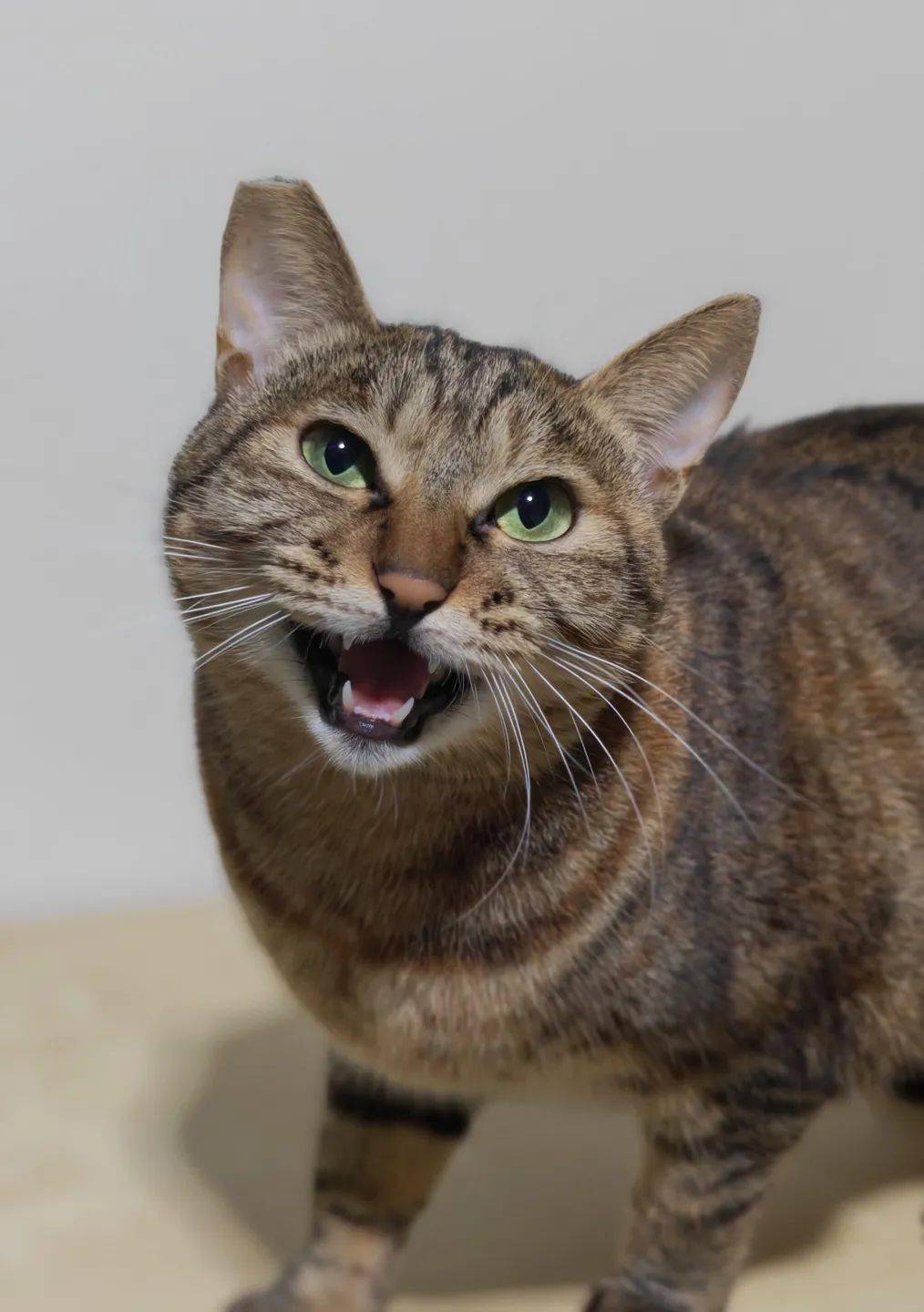 猫猫萌软故事:救助人捡到的猫咪性格:很乖巧,相对独立有些小高冷健康