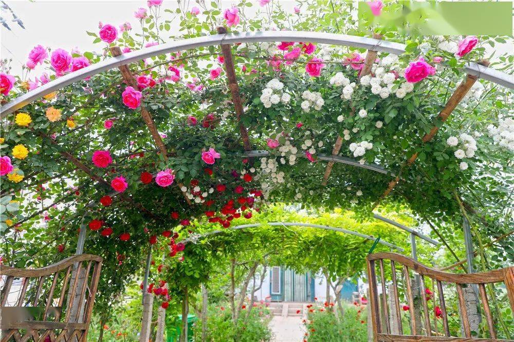 院子_主人_鲜花