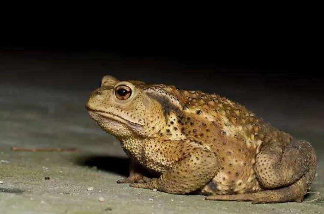 癞疙宝(学名:中华蟾蜍)是常见的野生动物还属于有重要生态,科学,社会