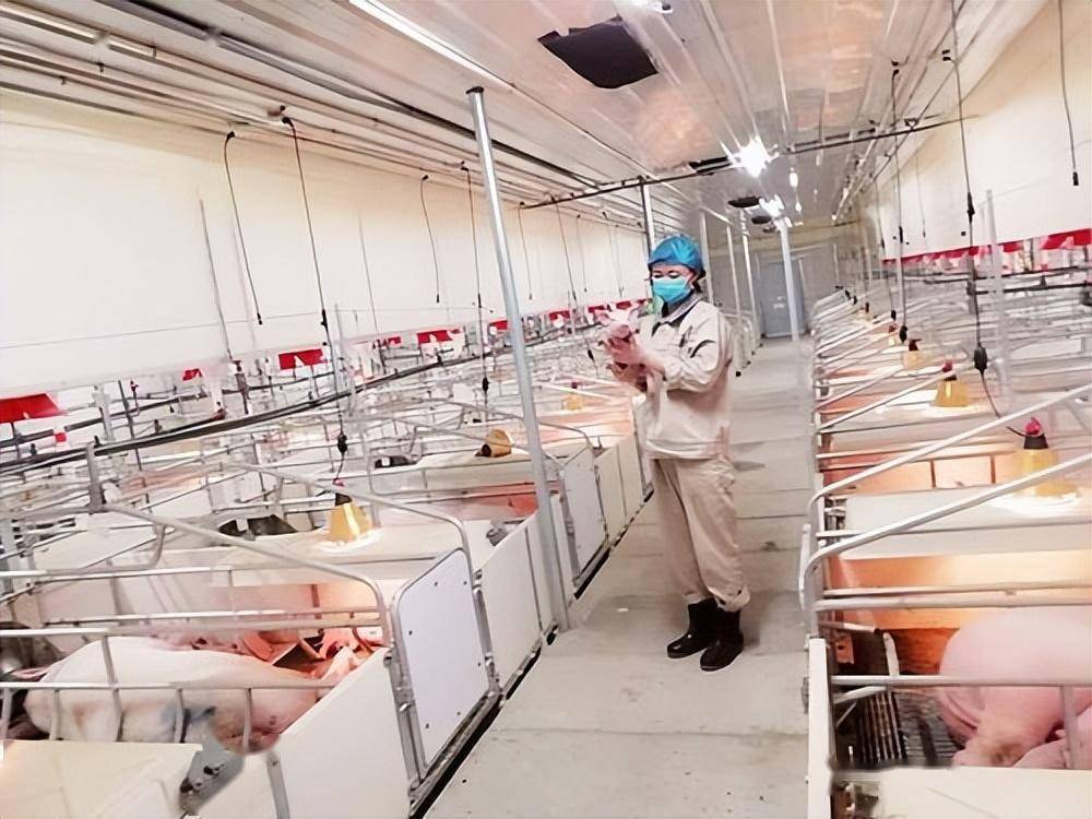 一天净赚超8000万,靠养猪赚2000亿,河南首富"吊打"房地产大佬_秦英