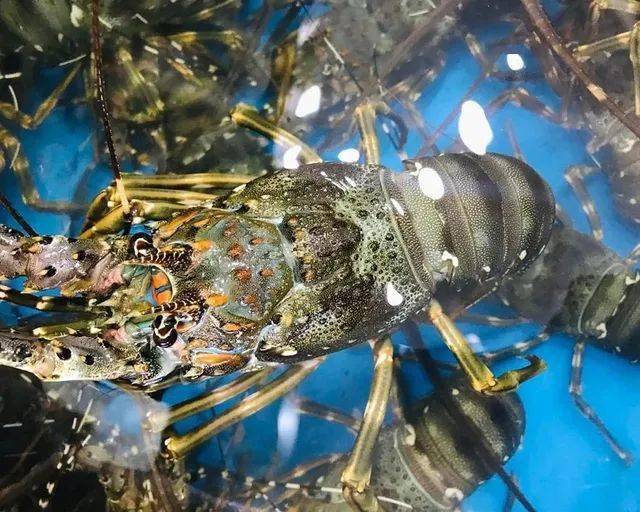 越南花龙虾遭遇难题!