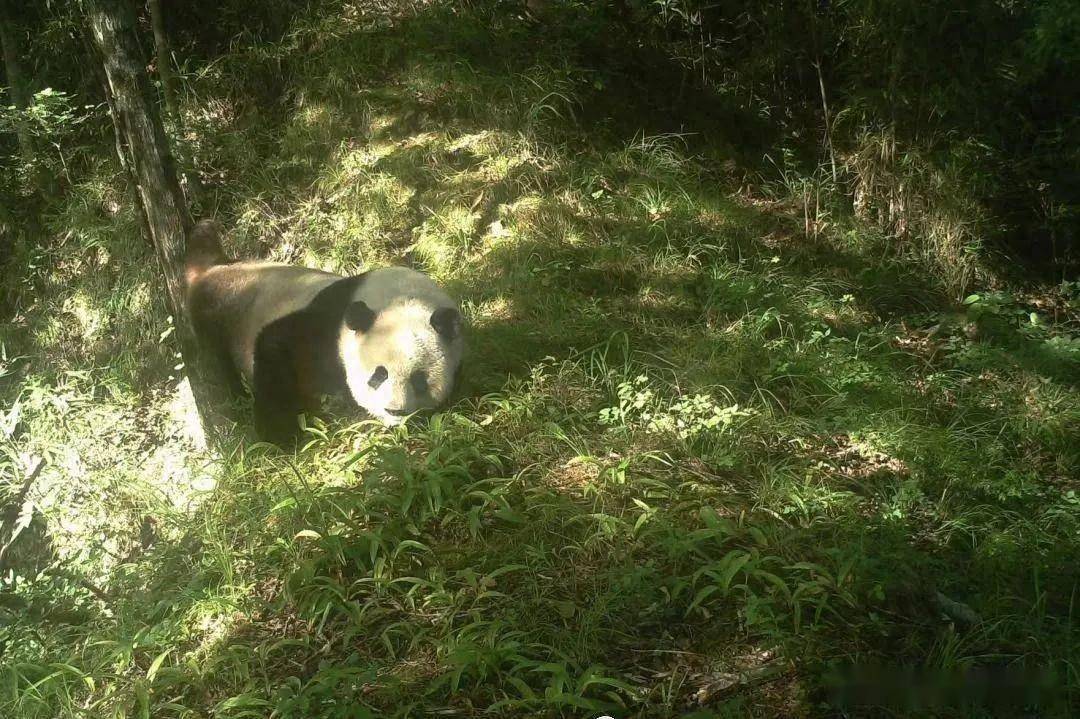佛坪国家级自然保护区里,这些"精灵"们频繁亮相!_大熊猫_相机_动物