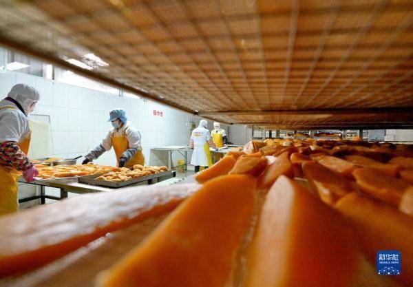 河北滦南:红薯深加工促增收_食品_杨世尧_工作