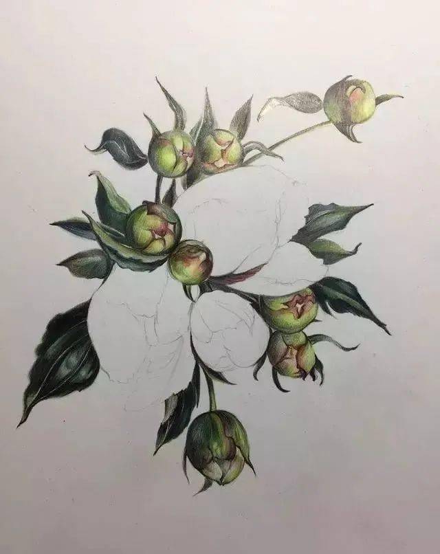 彩铅手绘花朵丨如何画彩铅山茶花?一步一步图解_白色_叶子_step