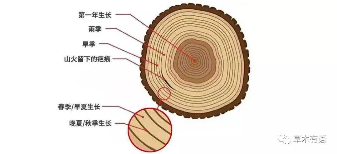 《年轮里的世界史》_树木_信息_研究