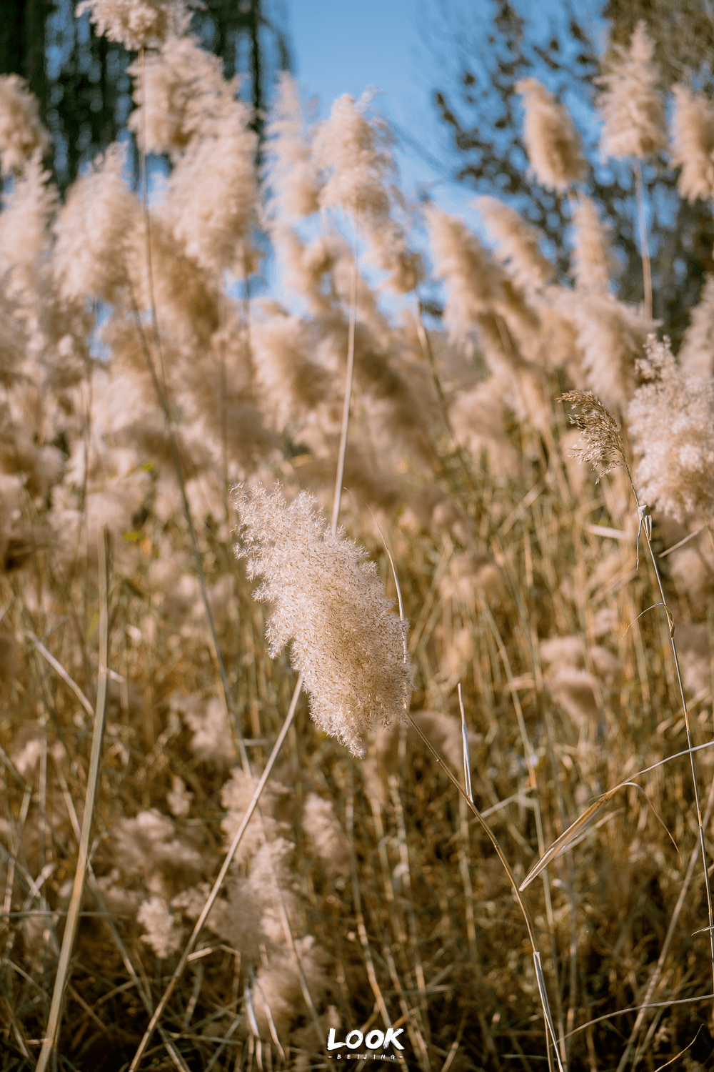 望京这座赏秋公园,真的该它火_芦苇_森林_小路
