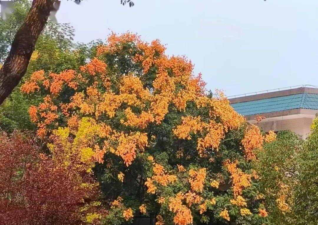 树篇秋风不改愁颜,橘花不褪热烈.