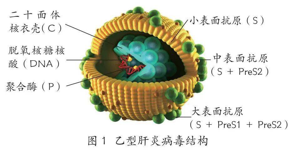 乙肝表面抗原是乙型肝炎病毒外壳上多种蛋白形式的统称.
