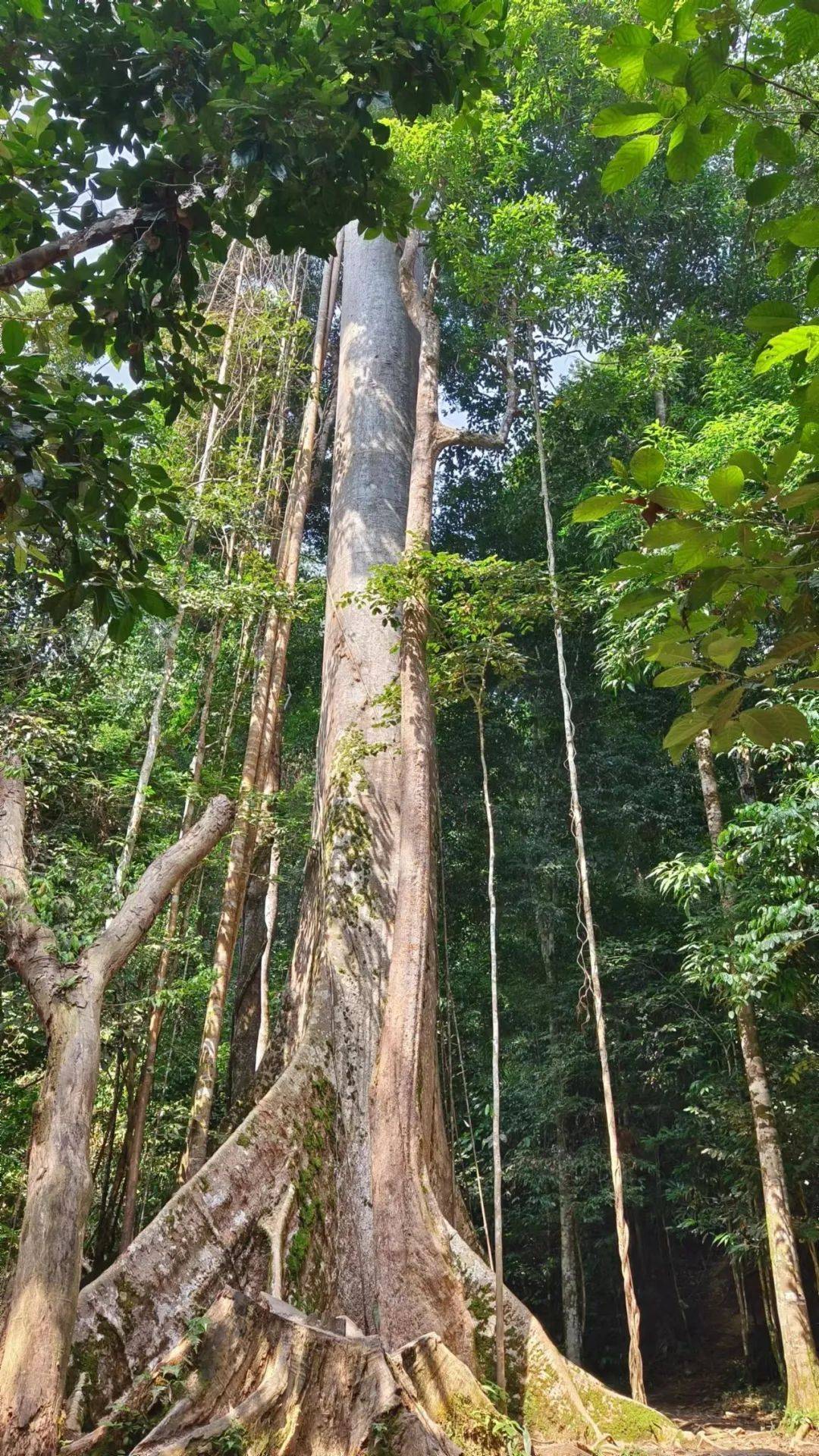 东南亚最快乐的地方,国民幸福感绝了_雨林_大汉_猴子