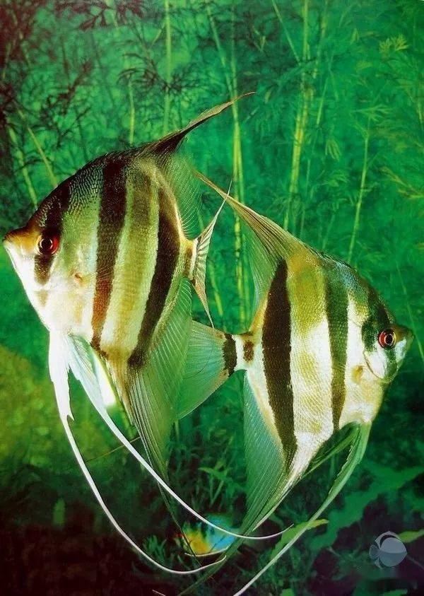 gzfish分享的埃及和红背埃及第五个作品来源 北京七彩在线第四个作品