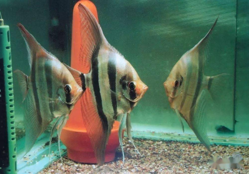 gzfish分享的埃及和红背埃及第五个作品来源 北京七彩在线第四个作品