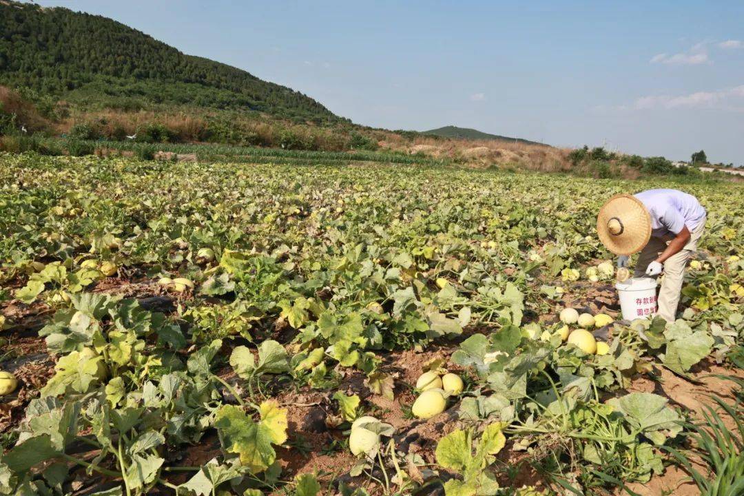 金丝绞瓜"土特产" 助民增收"金元宝"_发展_农业_种植