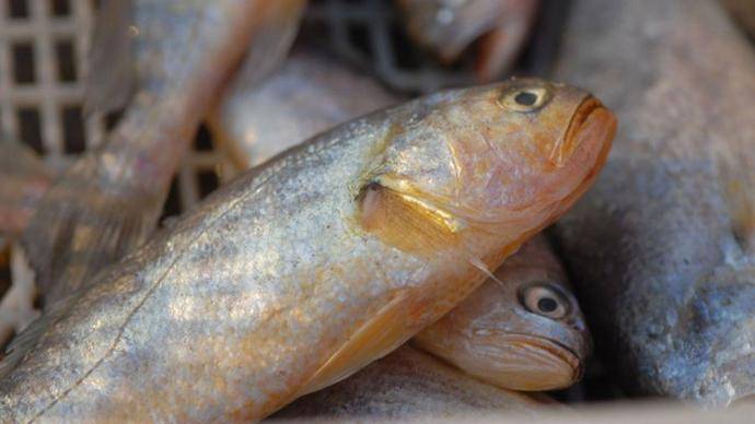 中国产黄花鱼走俏韩国市场_价格_全罗南道_图片