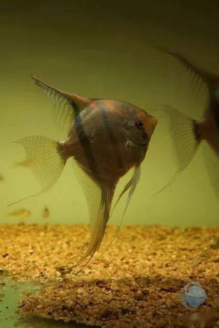 a613分享的 马产红背埃及gzfish分享的埃及和红背埃及第五个作品来源