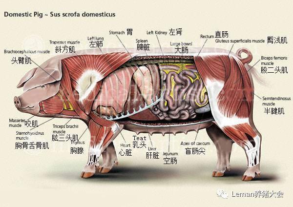 图3小猪的解剖结构2猪相关的解剖图2猪相关词典图1猪相关重要知识