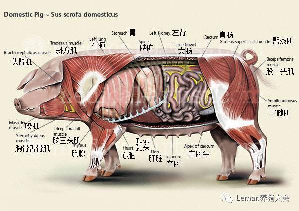 猪的内脏器官结构图图片