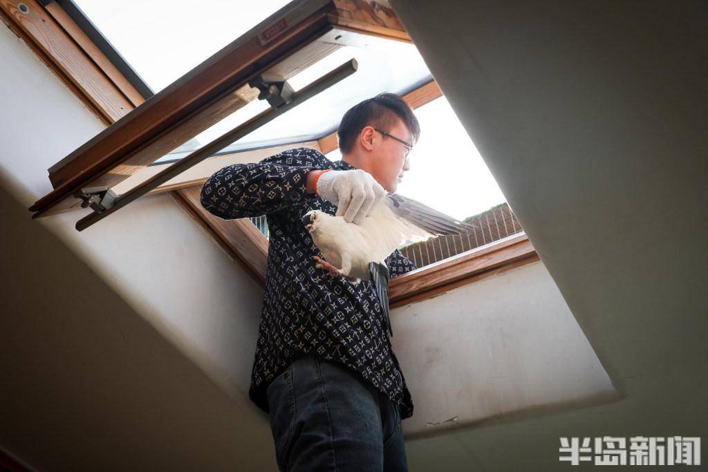 这些鸽子你见过吗?