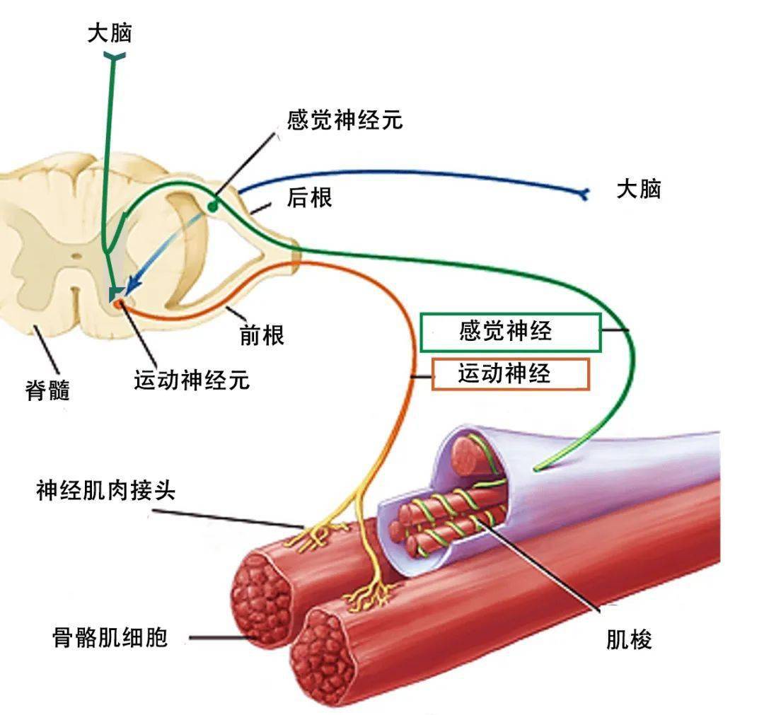 神经肌肉传导图片