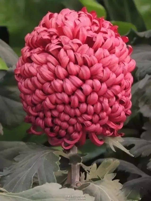 34盘龙瀑布35盘龙卓越36精兴の雪37紫凤牡丹38水晶球39独立寒秋40粉