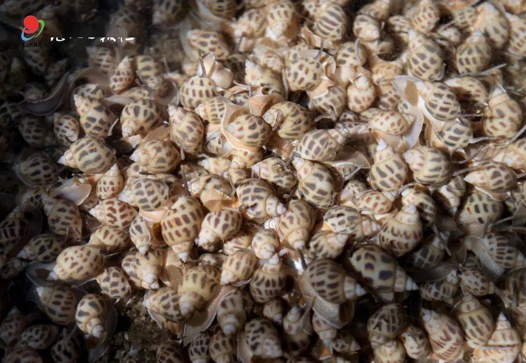 长寿之乡广东徐闻:这里的东风螺吃咪?不比你差!_养殖_产品_海岸