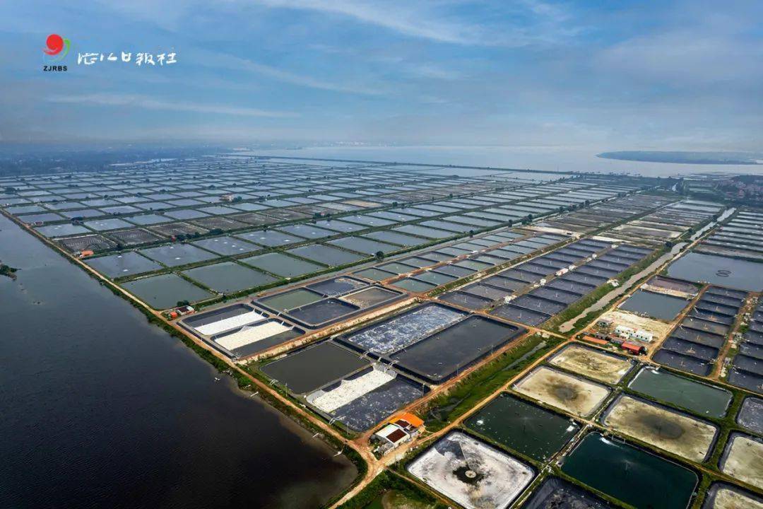 长寿之乡广东徐闻:这里的东风螺吃咪?不比你差!_养殖_产品_海岸