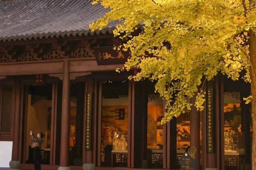 来西子湖畔,与秋天撞个满怀_观光车_景区_营运