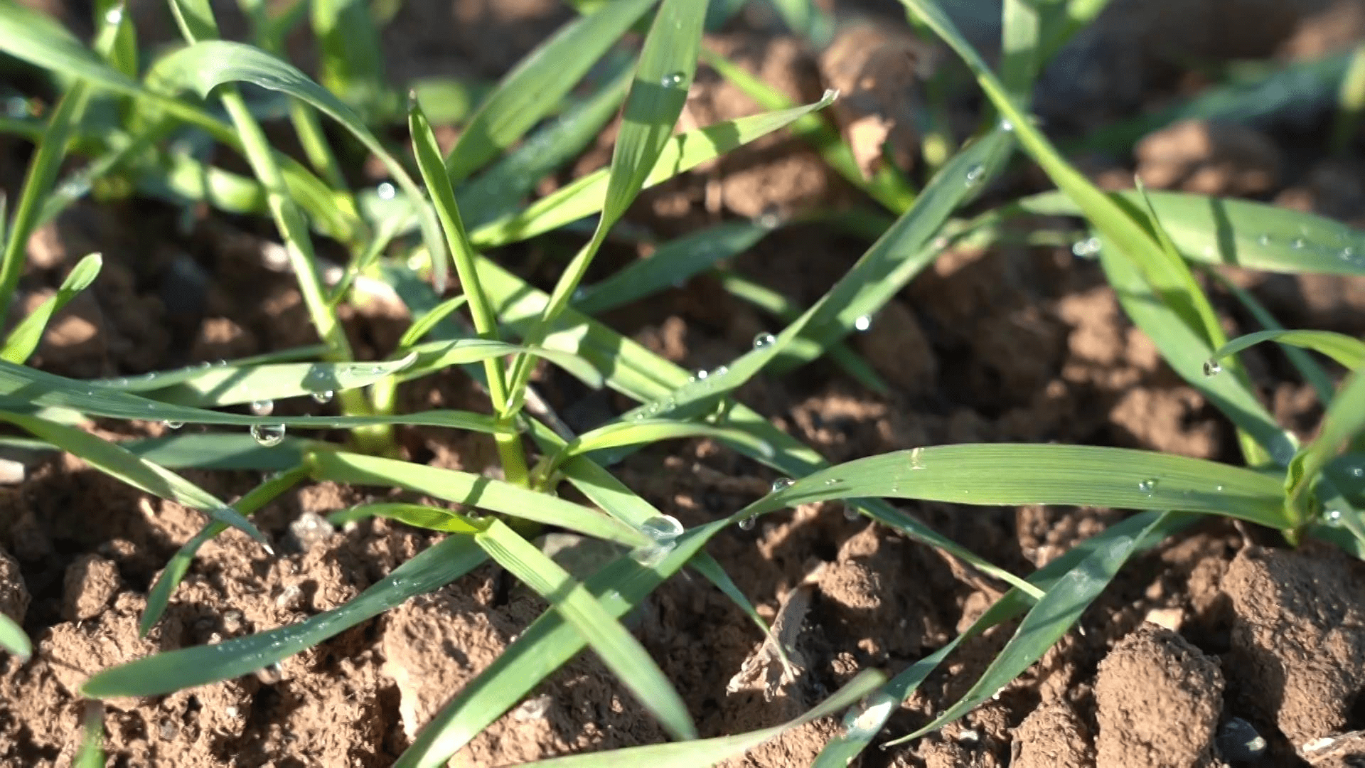 裕民:11万亩冬小麦进入越冬期_裕民县_村民_新地乡