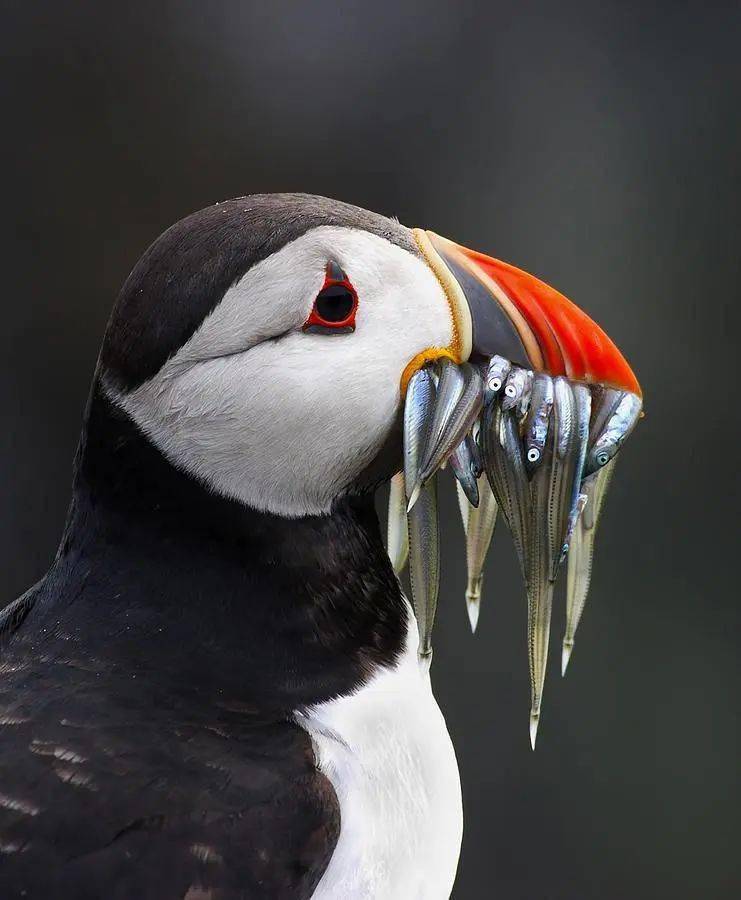 盘点鸟界"名嘴" | 我们爱科学_嘴巴_鸟儿_种子