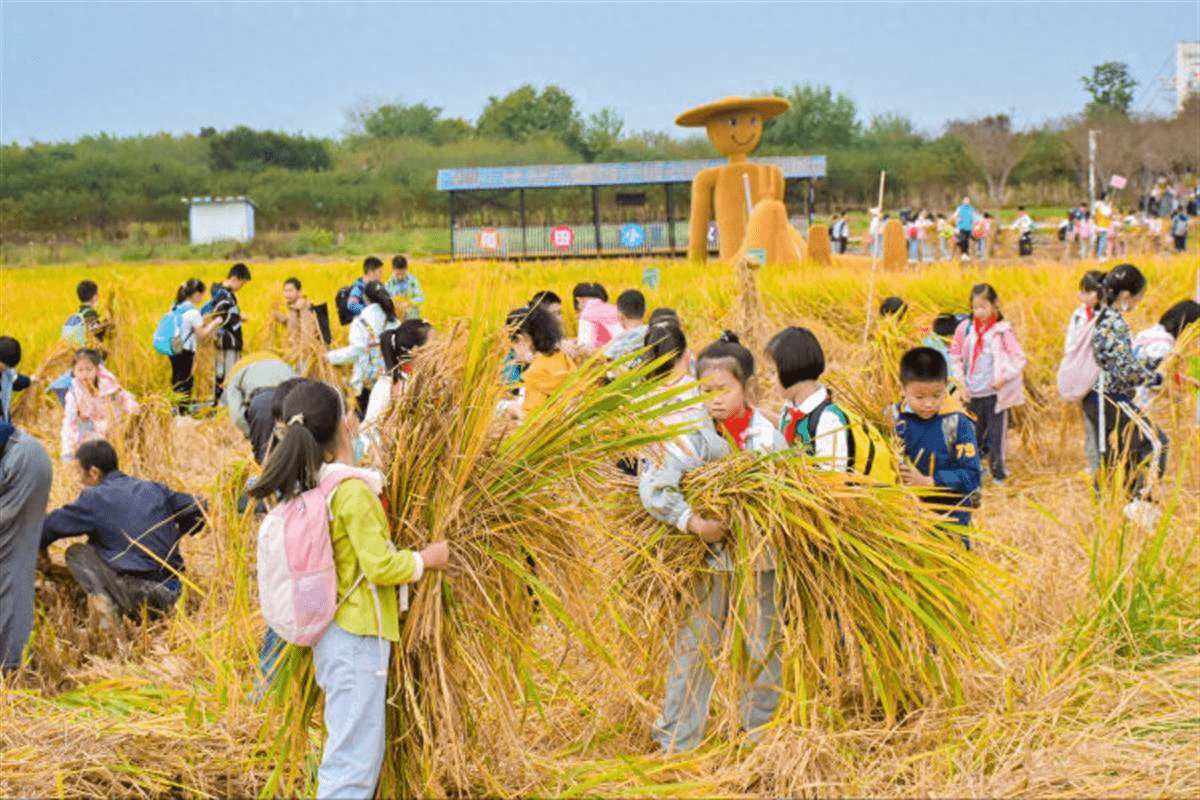 田园研学:萌娃游乐自然的野趣_紫薇_武汉市_稻田