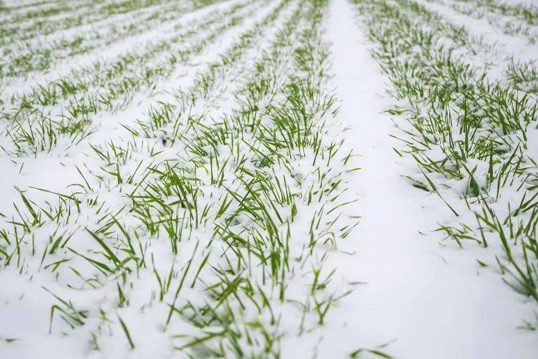 雪下麦苗图片图片