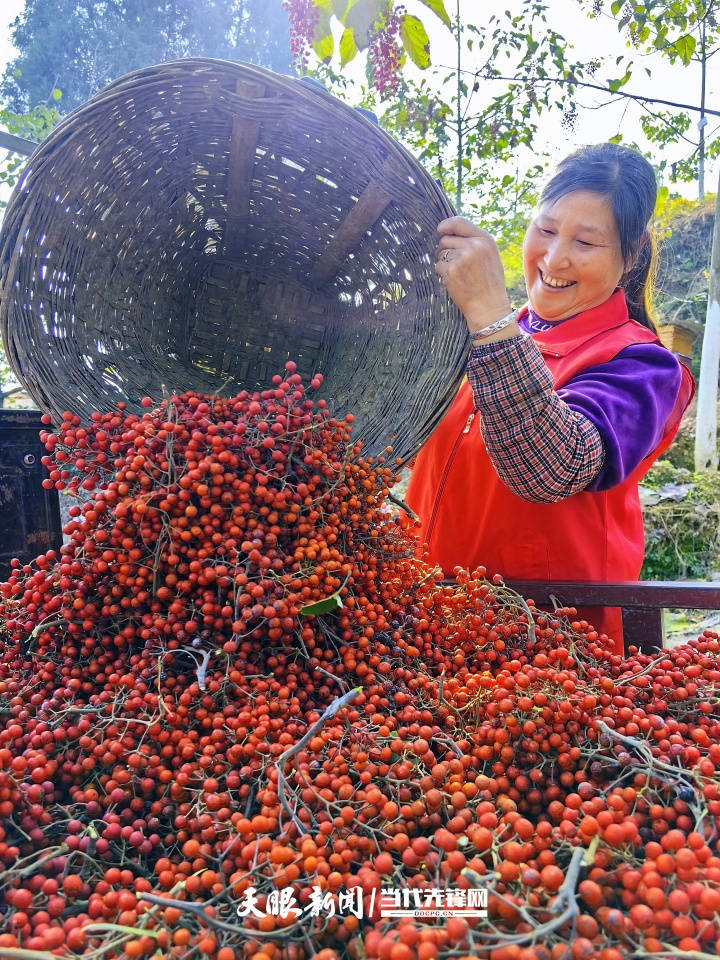 仁怀:为群众致富加油的红果子