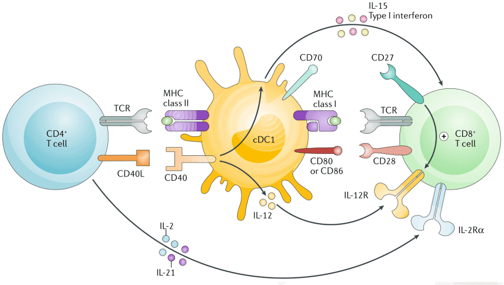 免疫治疗靶点cd40/cd40l_细胞_受体_信号