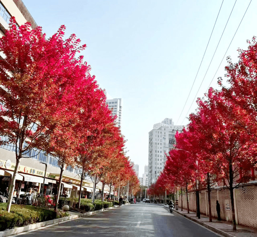 绚丽红"登场"~观赏点位来啦→_红花_普陀_兰田