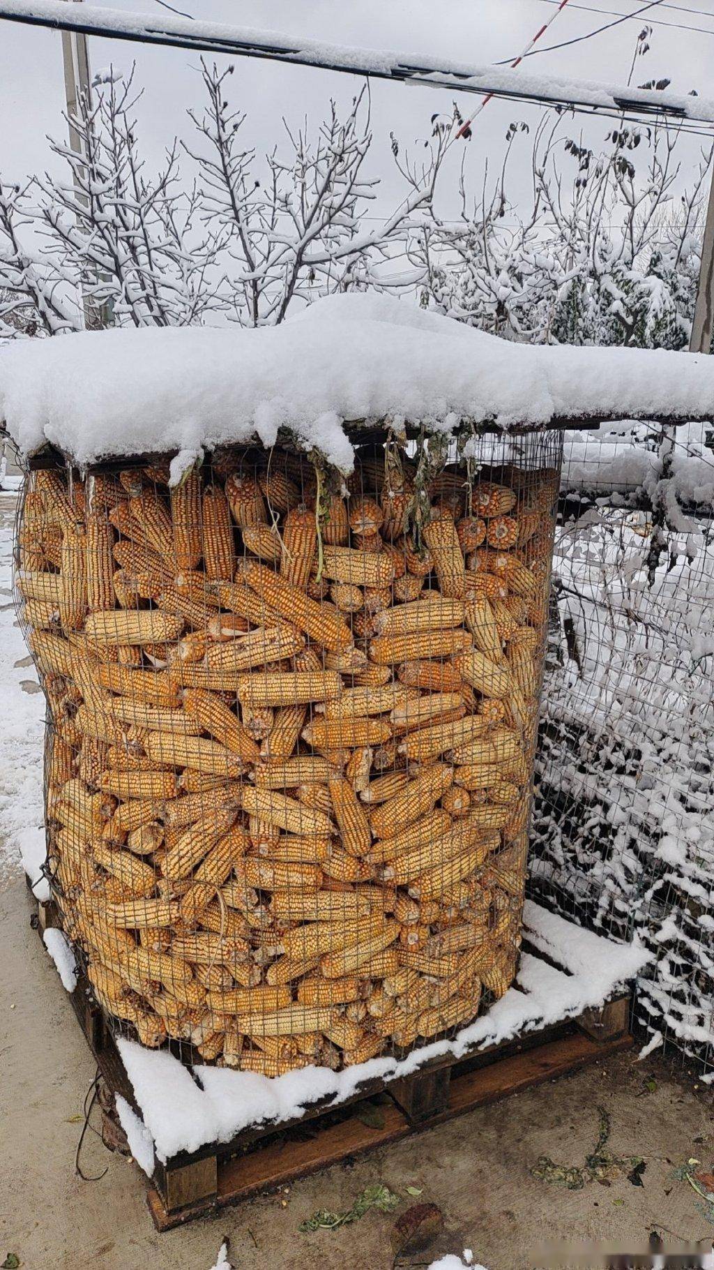 乡村田野一片苍茫,大雪中,于女士摄烟台迎来大范围降雪