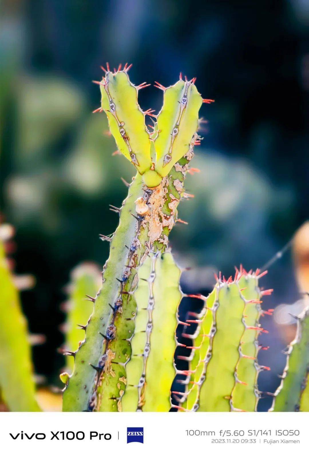 vivo x100 pro厦门随手拍:悬日,微距与人像皆是惊喜_手机_整体_发丝