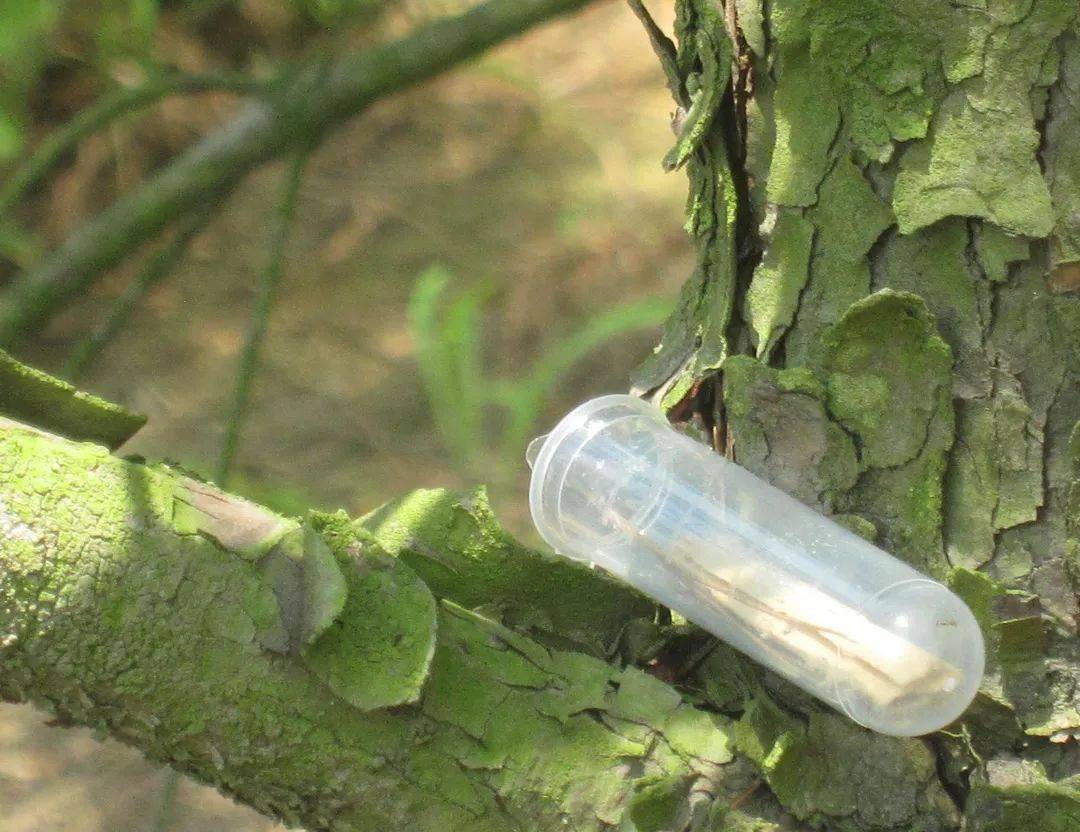 林业科普|松材线虫篇_防治_松树_疫情