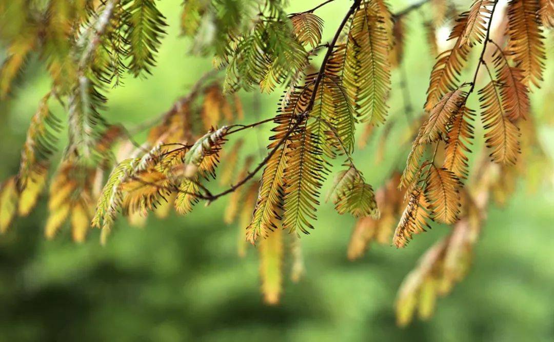 咱们叶子上见._池杉_草木_水杉